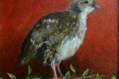 Baby Quail Profile