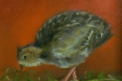 Baby Quail at Lunch