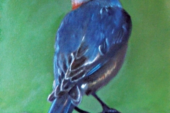 Blue Bird on Barb Wire