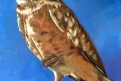 Burrowing Owl