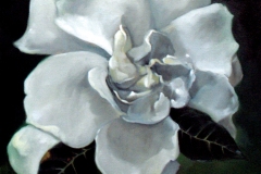 Gardenia